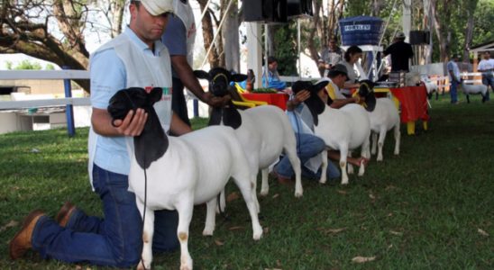 expovelha