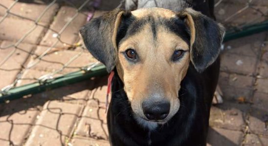 cão